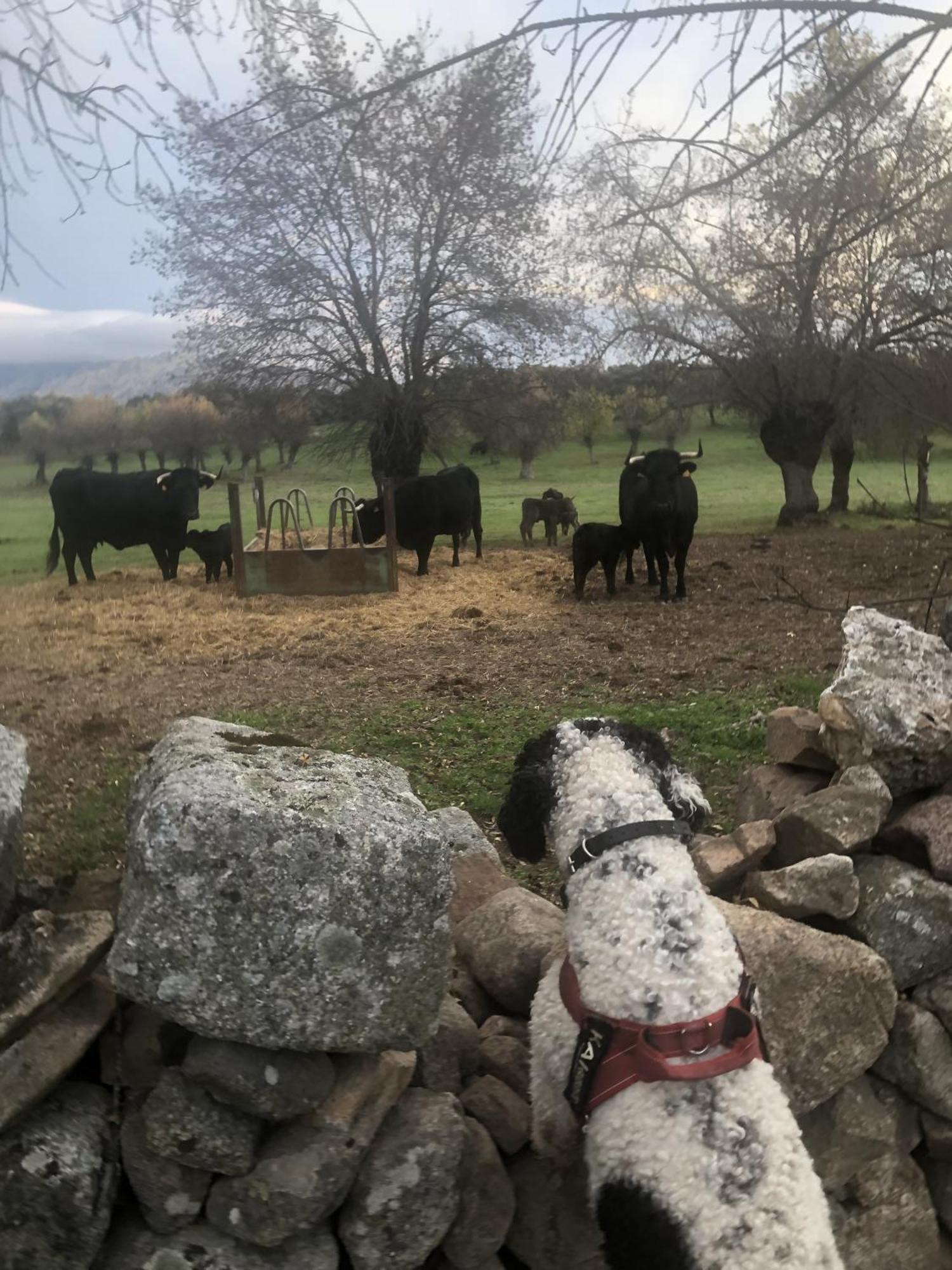 Alojamiento Rural El Petirrojo Cerceda  Esterno foto